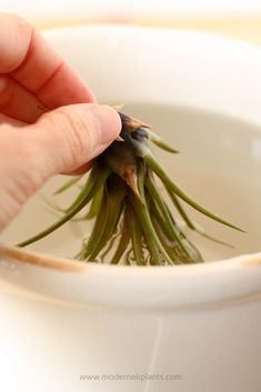 a person is holding a small plant in a white bowl filled with water and dirt