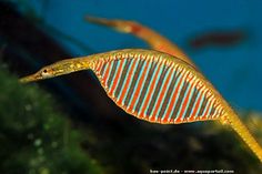 an orange and blue striped seahorse swimming in the ocean with other fish behind it