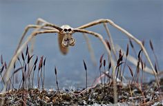 a large spider crawling on top of grass