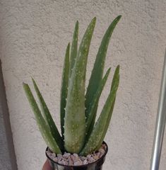 a hand holding a potted aloei plant in it's left side