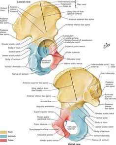 the anatomy of the human head and neck, with labels on each side of it