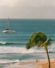 a palm tree on the beach with a boat in the water and people playing in the ocean