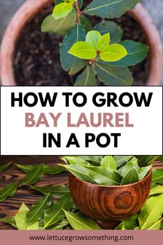 a potted plant with the words how to grow bay laurel in a pot on top