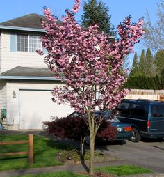 a tree with pink flowers in front of a white house and car parked on the driveway