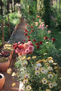 many potted flowers are lined up in the garden