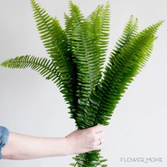 a person holding a plant with green leaves