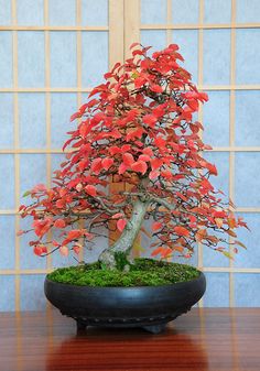 a bonsai tree with red leaves in a black pot on a wooden table next to a wall