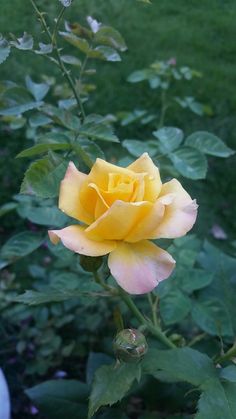 a yellow rose is blooming in the garden