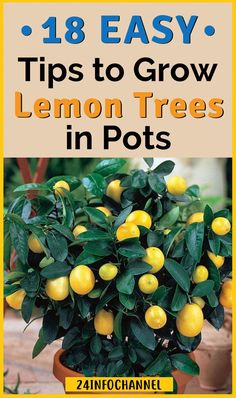 Lemon Diy, How To Grow Lemon, Fruit Bearing Trees, Grow Avocado, Lemon Trees