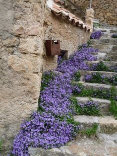 purple flowers growing on the side of an old stone building with steps leading up to it