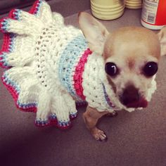 a small chihuahua dog wearing a crocheted dress