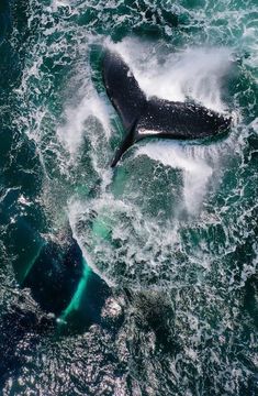 two humpbacks swimming in the ocean with their tails curled up and looking at each other