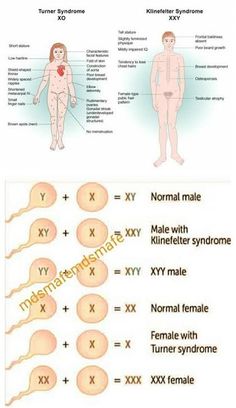 the different types of female and male body parts in human anatomy, with text below