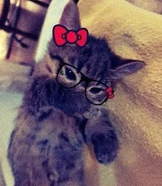 a kitten wearing glasses and a bow on its head is standing next to a stuffed animal