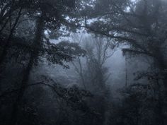 foggy forest with trees in the foreground