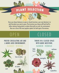 the different types of plants that are in this info sheet for each type of plant