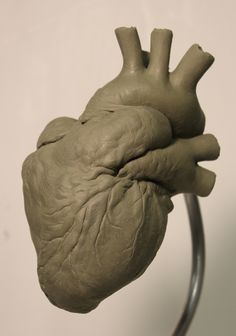 a model of the human heart on display