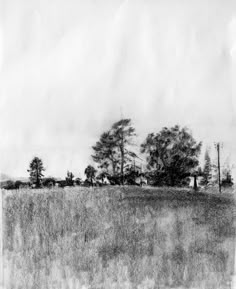 a black and white drawing of trees in a field