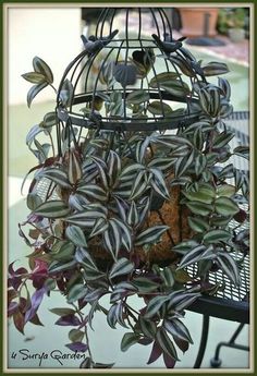 a bird cage filled with lots of green and purple plants on top of a table