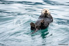 an otter swimming in the water with its front paws on it's back end