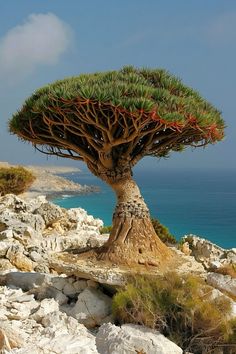 a tree that is growing out of the rocks by the ocean with water in the background