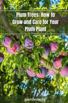 plum tree with the words plum trees how to grow and care for your plum plant