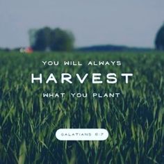 a field with the words you will always harvest what you plant galatians 6 7