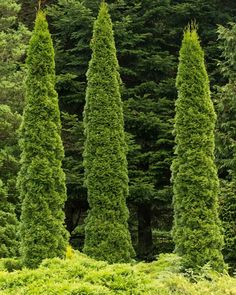 three tall trees in the middle of a forest