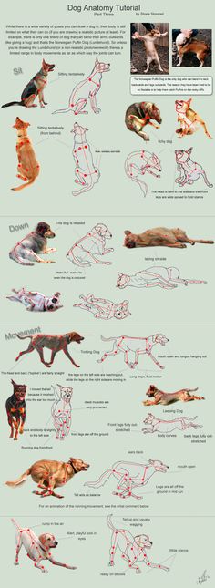 an image of dogs that are doing different things