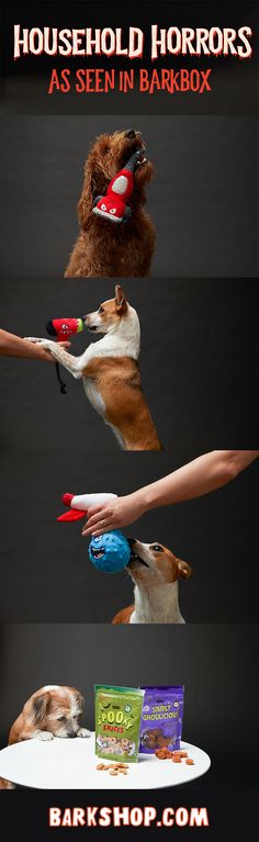 a dog jumping up into the air to catch a frisbee