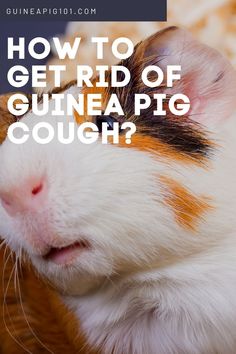 a brown and white guinea pig with the words how to get rid of guinea pig cough?