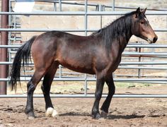 a brown horse standing next to a metal fence in an enclosed area with dirt on the ground