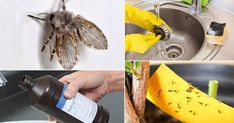 four different pictures with various types of bugs in the kitchen and on the bathroom sink