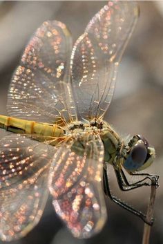 a close up of a dragonfly on a twig