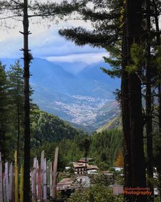 there are many surfboards in the trees on this mountain side area with mountains in the background