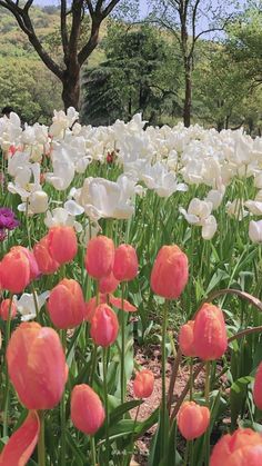 many pink and white tulips in a field with trees in the back ground