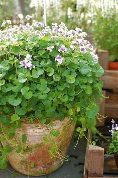 a potted plant with purple and white flowers in the center, surrounded by other plants