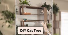 a cat standing on its hind legs in front of a diy cat tree