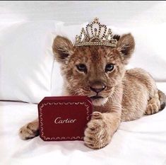 a small lion cub laying on top of a white pillow with a red box in front of it