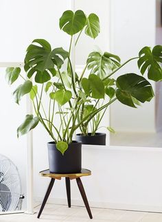 a houseplant in a black pot on a wooden stand