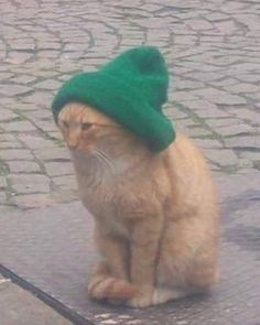 an orange cat wearing a green hat sitting on the ground