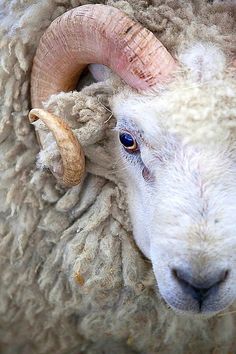 a sheep with long horns is looking at the camera