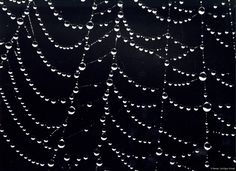 drops of water on the surface of a spider web