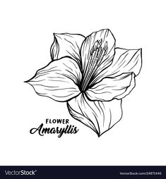 a flower with the words flowers amaryis written in black ink on a white background