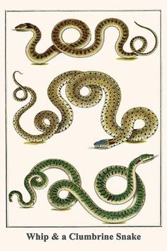 an image of two snakes on a white background