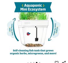 the aquaponic mini ecosytem is an easy way to grow your own fish