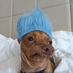 a small dog with a blue wig on it's head is laying in bed