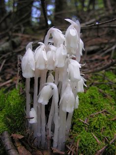 some white flowers are growing out of the moss on the ground in front of trees