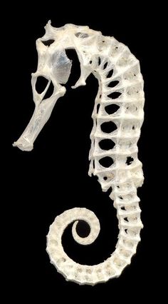 a sea horse skeleton is shown against a black background