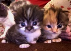 three small kittens are sitting on the floor and one is looking at the camera